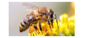 Mimořádná veterinární opatření - mor včelího plodu